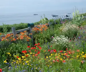 Wild flower fields growing beside the ocean. 