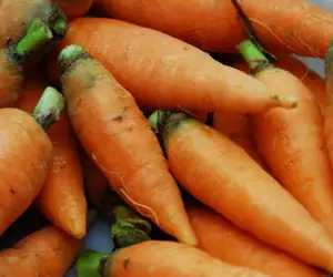 Fresh carrots from local farms delivered to Black Trumpet restaurant. 